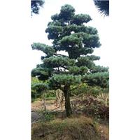 宁波造型罗汉松