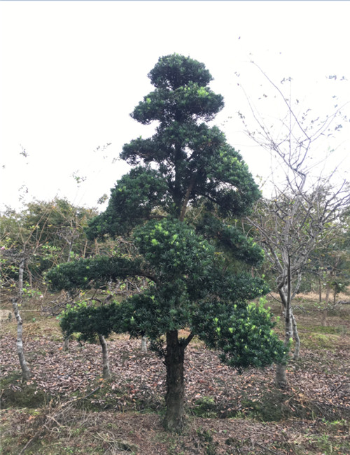 造型罗汉松8 