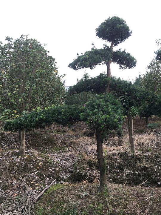 宁波造型罗汉松