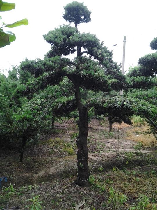 浙江造型罗汉松 