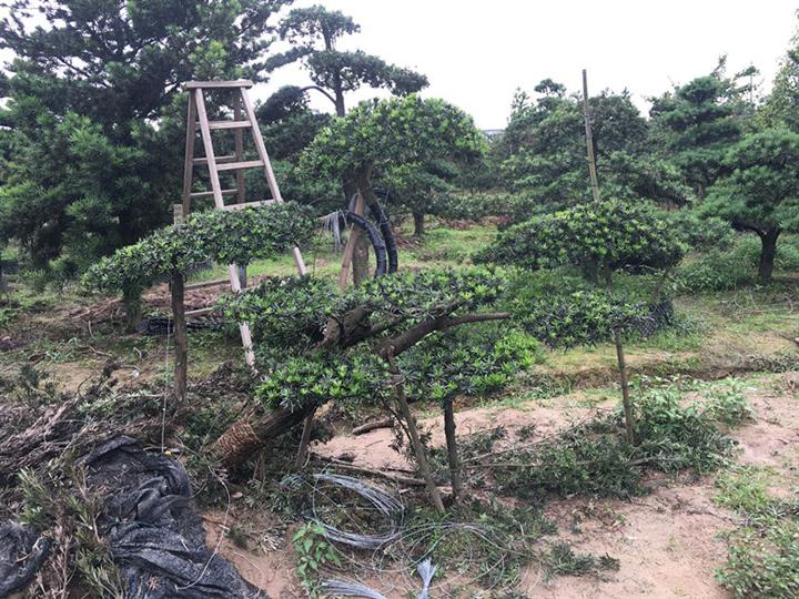 宁波造型罗汉松