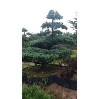 浙江造型五针松