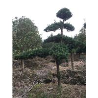 宁波造型罗汉松