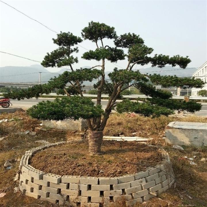 浙江造型罗汉松基地