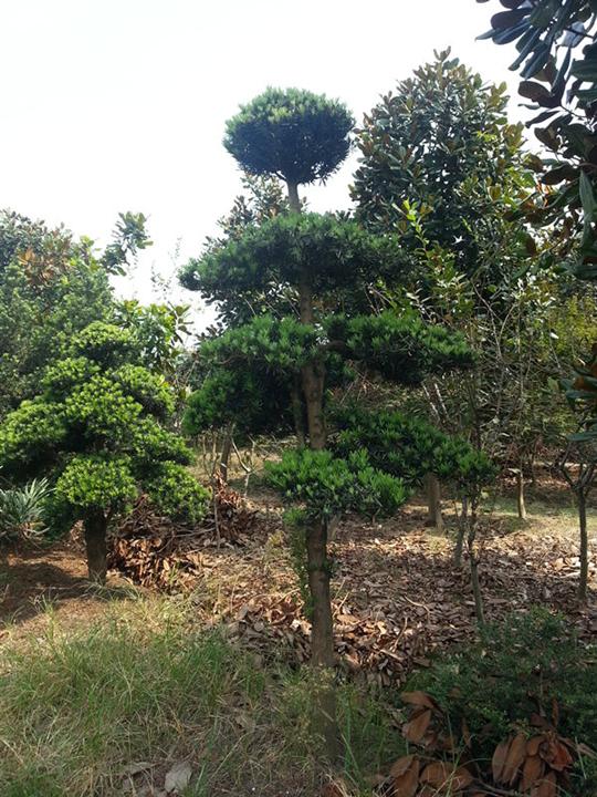 浙江造型罗汉松 