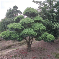 造型罗汉松7