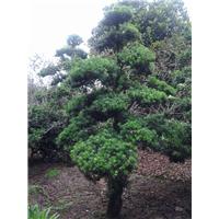 浙江罗汉松—造型罗汉松 
