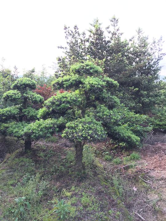 浙江宁波造型罗汉松 