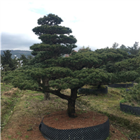 造型五针松11