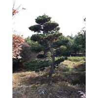 浙江造型五针松