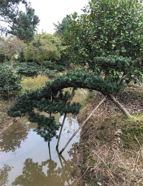 造型罗汉松3 