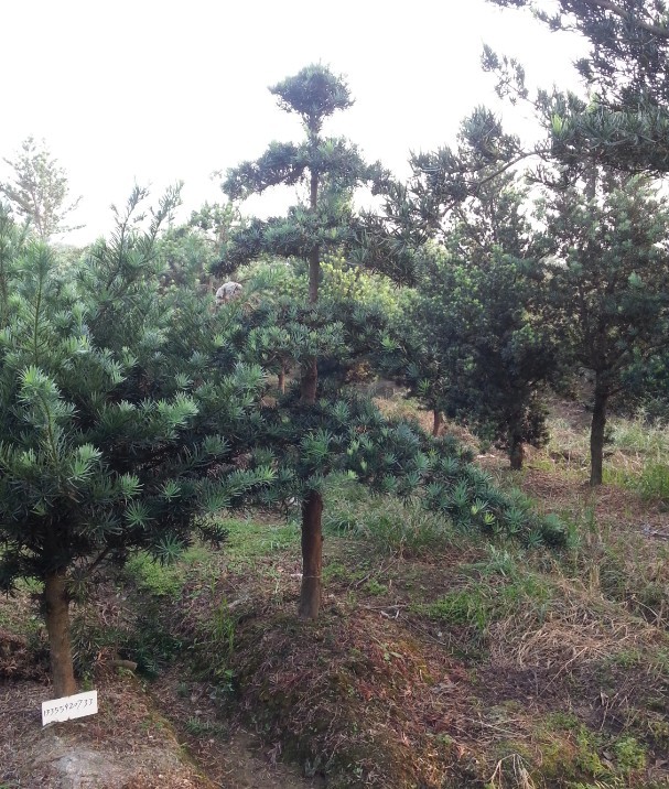 造型罗汉松基地