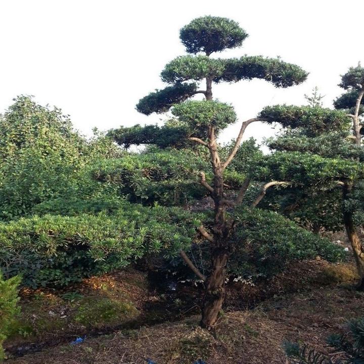 造型罗汉松