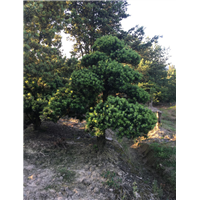造型罗汉松32 