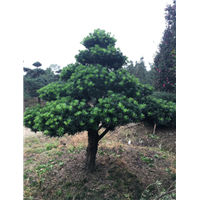 造型罗汉松16 
