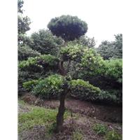 浙江造型罗汉松 