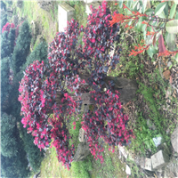 造型红花继木桩8