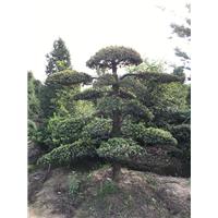 宁波造型罗汉松