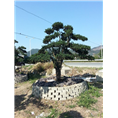 浙江造型罗汉松@供应宁波造型罗汉松@批发