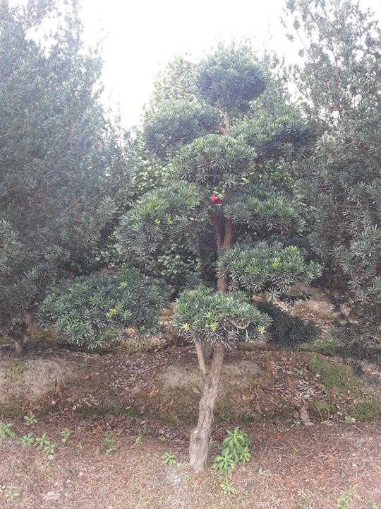 浙江精品罗汉松-造型罗汉松 