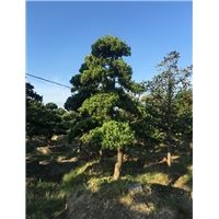 造型罗汉松26 