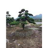 浙江宁波造型罗汉松 
