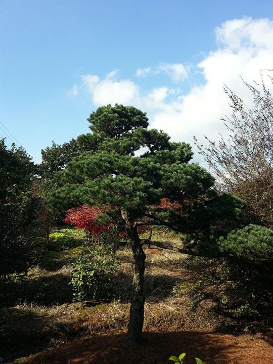 浙江造型五针松