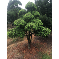 造型罗汉松51 