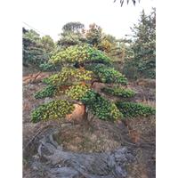 浙江造型罗汉松. 
