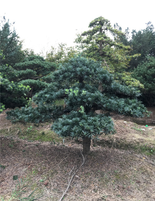 造型罗汉松4 