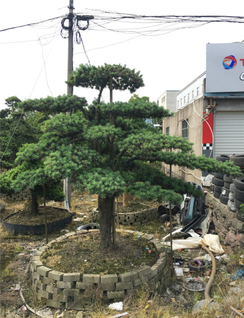 造型罗汉松39 