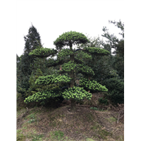 造型罗汉松5 