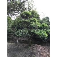 浙江宁波造型罗汉松 