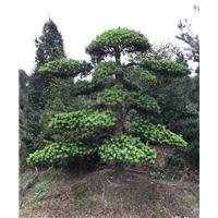 浙江造型罗汉松/宁波造型罗汉松