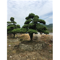 造型罗汉松40 