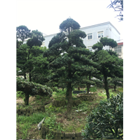 造型罗汉松49 