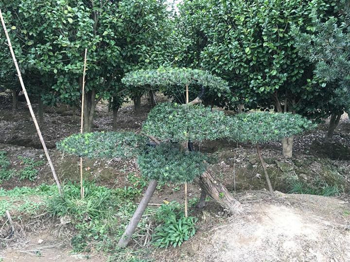 浙江造型罗汉松/宁波造型罗汉松