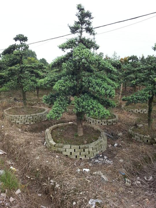 浙江宁波造型罗汉松 