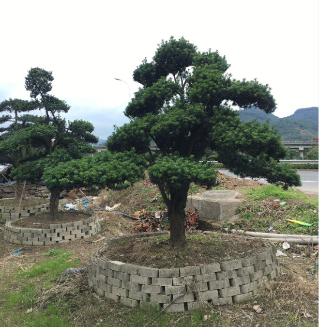 浙江造型罗汉松/宁波造型罗汉松