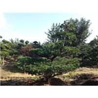 浙江造型五针松