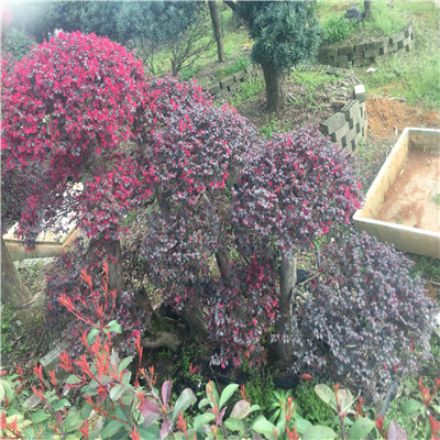 造型红花继木桩5
