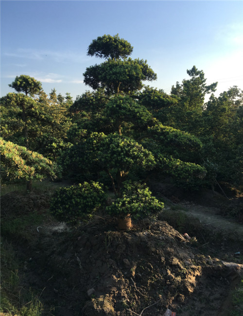 造型罗汉松29 