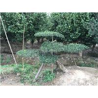 浙江造型罗汉松/宁波造型罗汉松