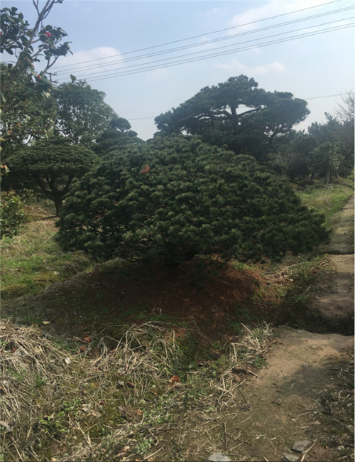 造型罗汉松20 