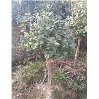造型罗汉松12 