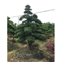 造型罗汉松38 