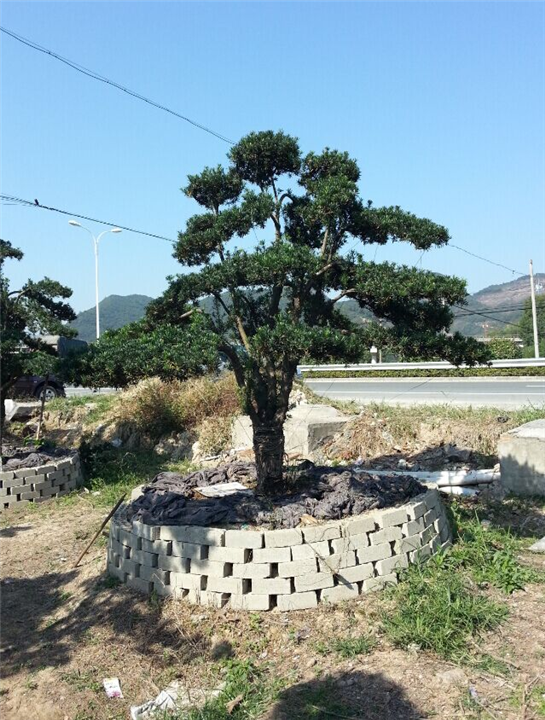 浙江造型罗汉松@供应宁波造型罗汉松@批发