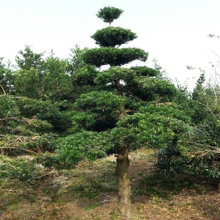 造型罗汉松