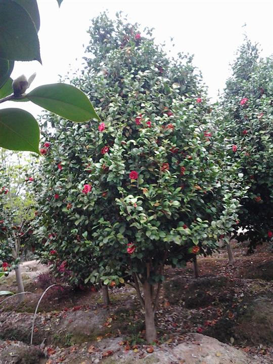浙江茶花基地*茶花价格
