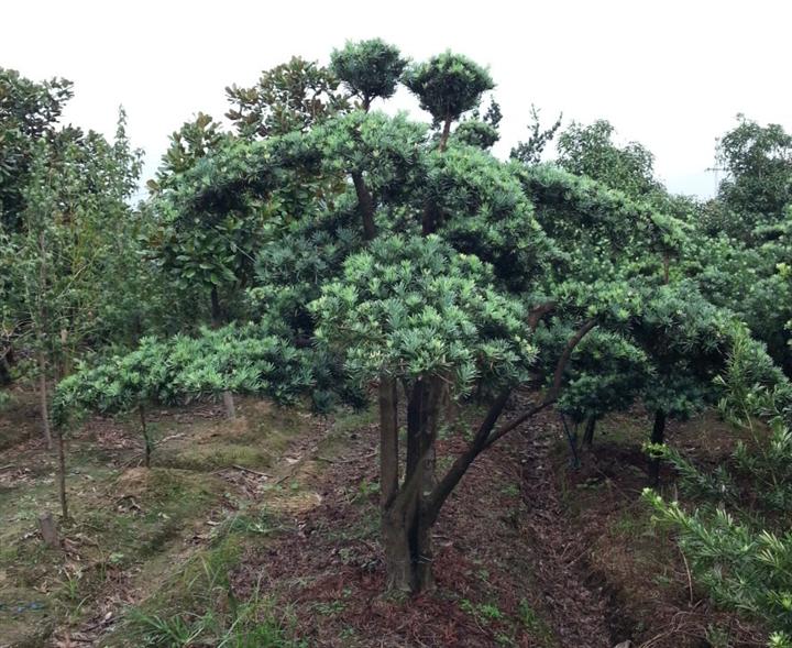 造型罗汉松基地